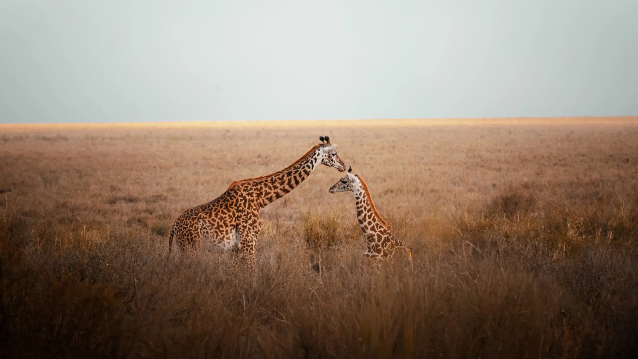 Unfolded love